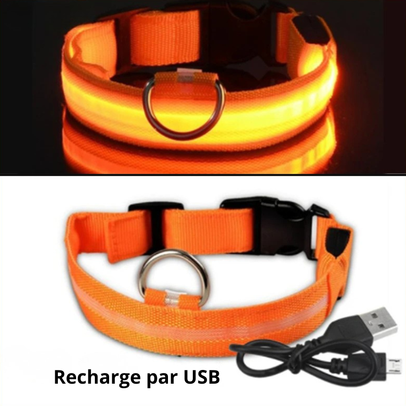 Collier Lumineux pour chien LED USB