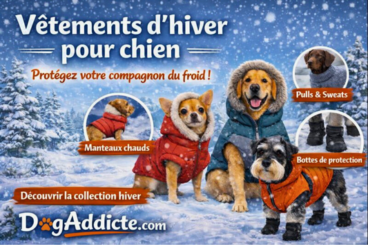vêtement d'hiver pour chien