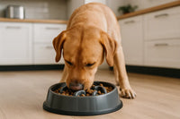 Gamelle anti‑glouton