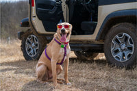 Harnais anti-traction