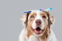Brosse à dent chien