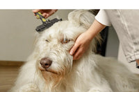 Brosse chien poil long