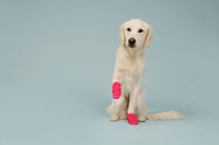 Chaussettes neige chien