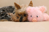 Cochon jouet pour chien