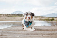 Foulard chien – La touche de style pour votre compagnon