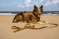 Harnais chien militaire