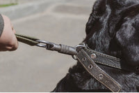 Laisse pour chien indestructible