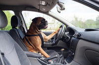 Laisse voiture pour chien