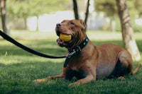 Laisse pour chien puissant
