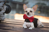 Vêtement pour chien