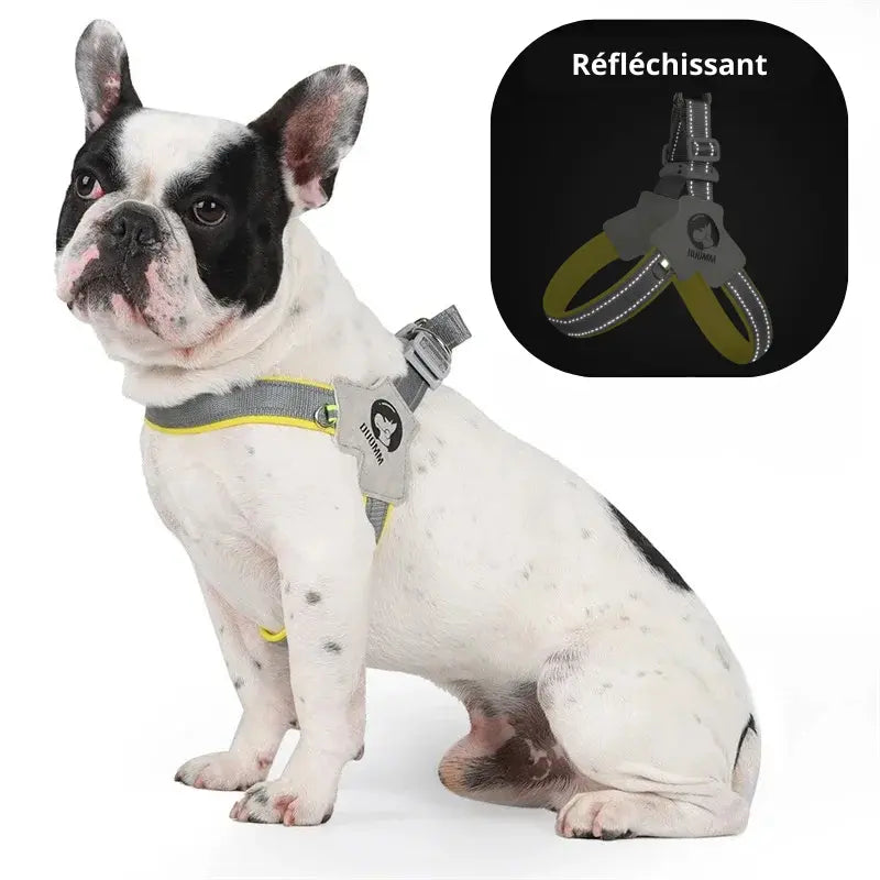 Harnais Petit Chien réglable -  - Dogsaddicte