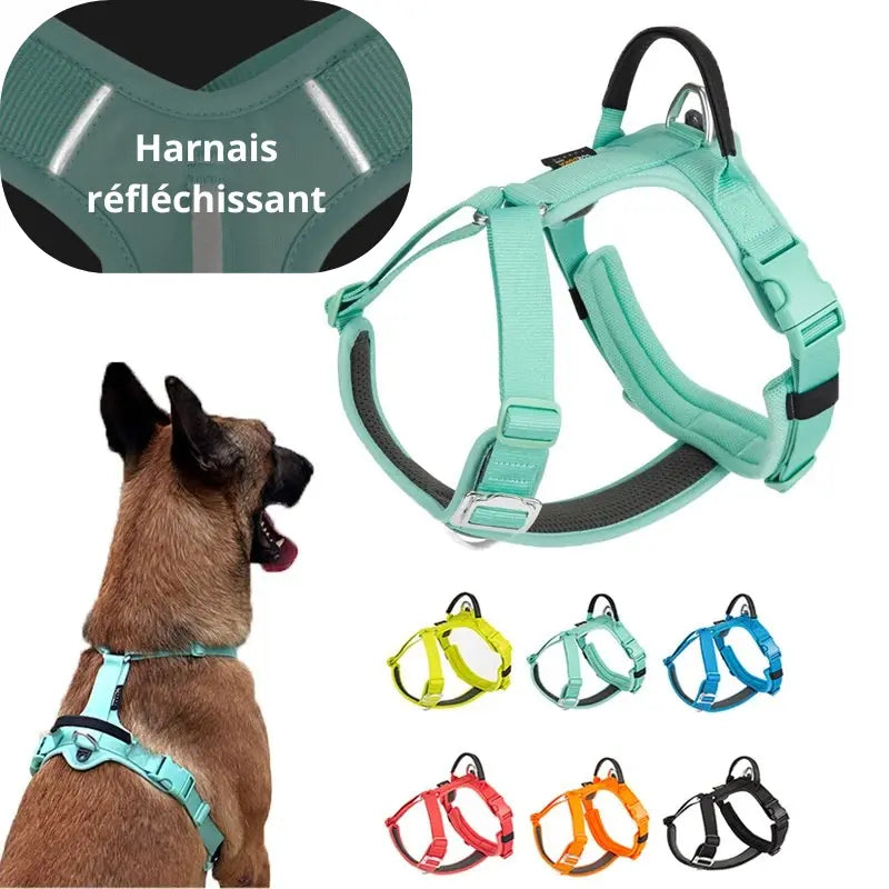 Harnais anti-traction chien ajustable -  - Dogsaddicte