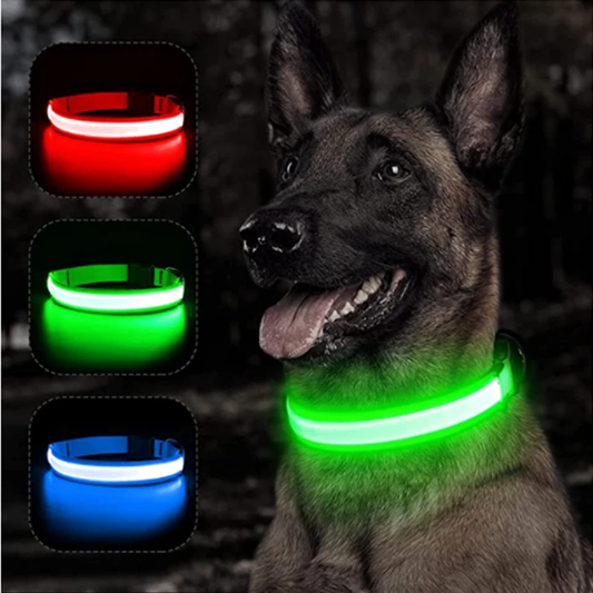 Collier Lumineux pour chien LED USB