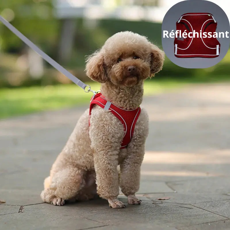 Harnais petit chien & laisse -  - Dogsaddicte